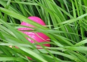 Egg Hunt Videos